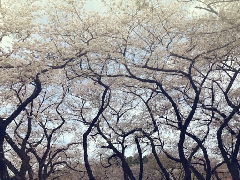 Shinjukugyoen Cherry Blossom in Japan